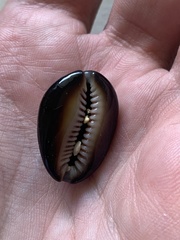 Monetaria caputophidii