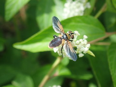 Trichopoda lanipes