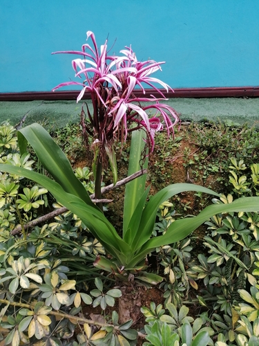 Crinum × amabile