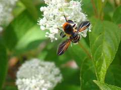 Trichopoda lanipes
