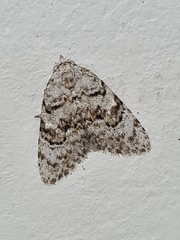 Lepidoptera