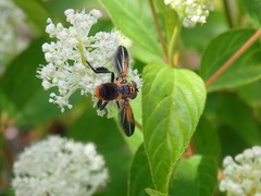 Trichopoda lanipes