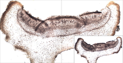 Staurolemma omphalarioides