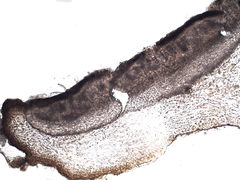 Staurolemma omphalarioides