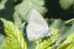 Satyrium sylvinus dryope