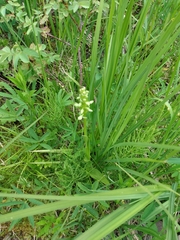 Platanthera huronensis