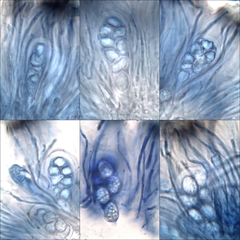 Staurolemma omphalarioides
