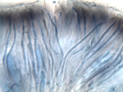 Staurolemma omphalarioides