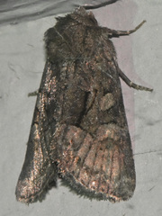Oligia latruncula