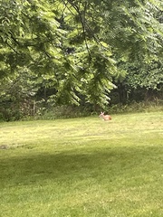 Odocoileus virginianus