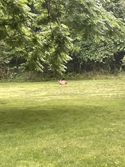 Odocoileus virginianus