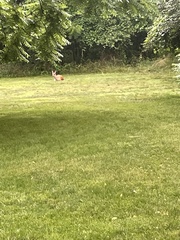 Odocoileus virginianus