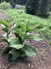 Veratrum californicum