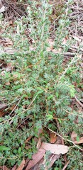 Pultenaea involucrata