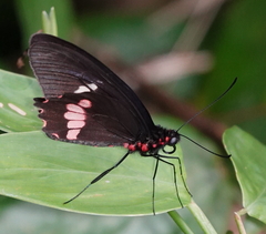 Parides panares