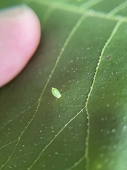Caryomyia urnula