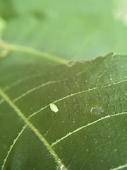 Caryomyia urnula