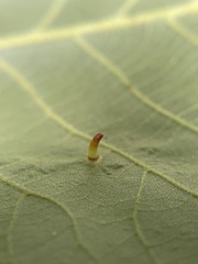 Caryomyia subulata