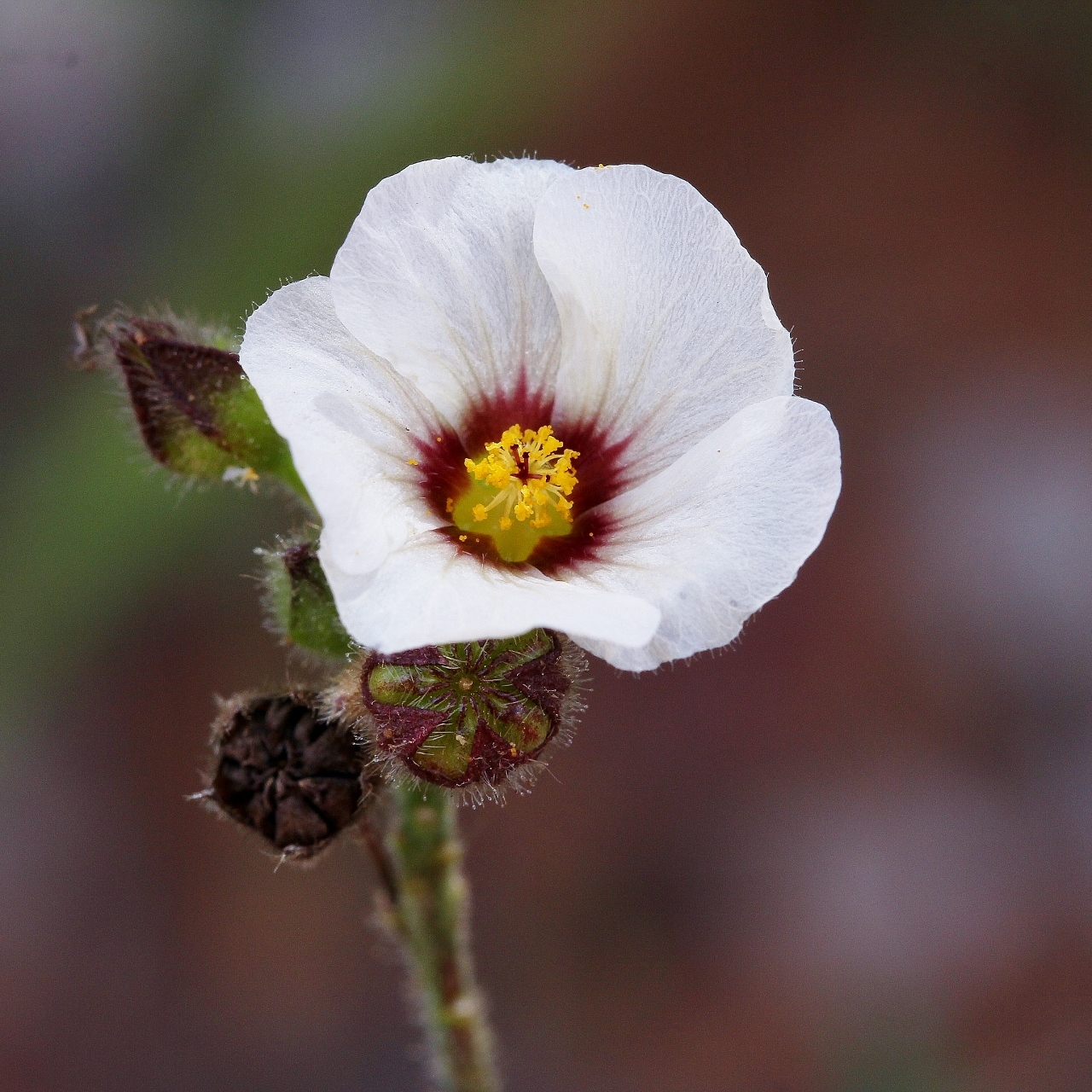 Sida linifolia