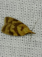 Sparganothis pilleriana