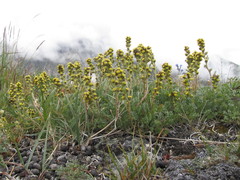 Artemisia hyperborea