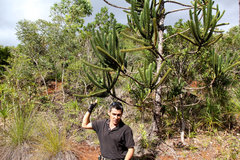 Araucaria columnaris