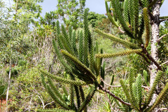 Araucaria columnaris