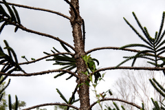 Araucaria columnaris