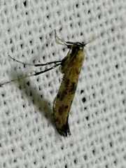 Caloptilia populetorum