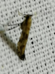 Caloptilia populetorum