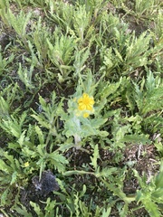 Tephroseris palustris