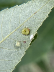 Caryomyia flaticrustum