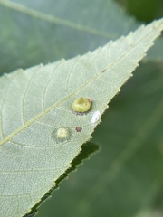 Caryomyia flaticrustum