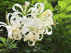 Lilium washingtonianum