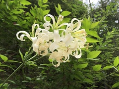 Lilium washingtonianum