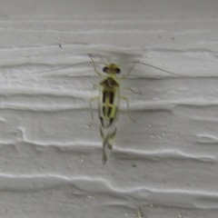 Stenopsocidae