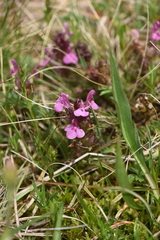 Pedicularis sylvatica