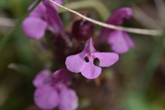 Pedicularis sylvatica