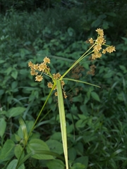 Scirpus atrovirens
