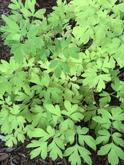 Corydalis solida