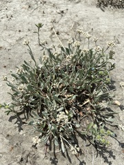Eriogonum pauciflorum