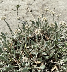 Eriogonum pauciflorum