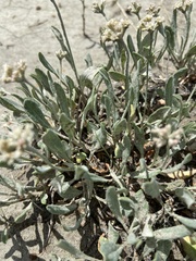 Eriogonum pauciflorum