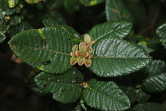 Weinmannia rollottii