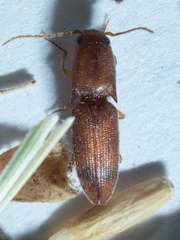 Aeolus asper