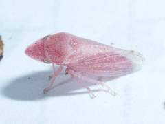 Xerophloea peltata
