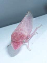 Xerophloea peltata