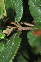 Weinmannia rollottii