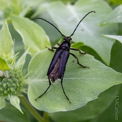 Typocerus lugubris