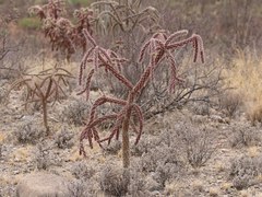 Cylindropuntia thurberi versicolor